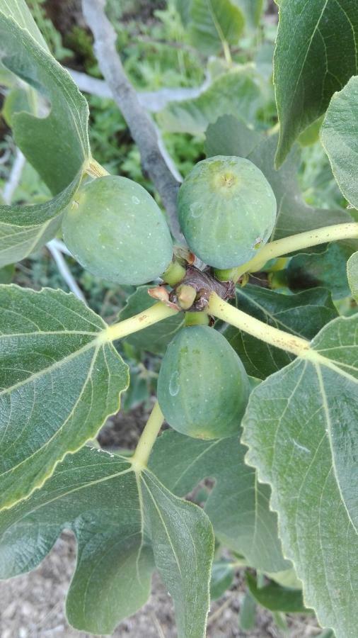 Finca Patio Canario アロナ エクステリア 写真