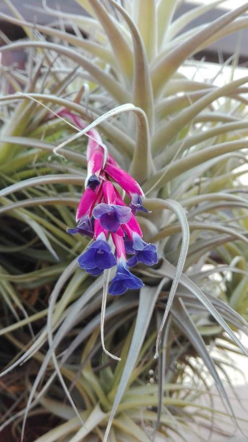 Finca Patio Canario アロナ エクステリア 写真