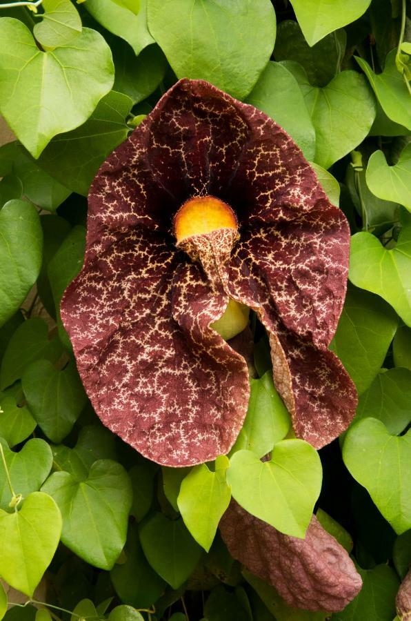 Finca Patio Canario アロナ エクステリア 写真