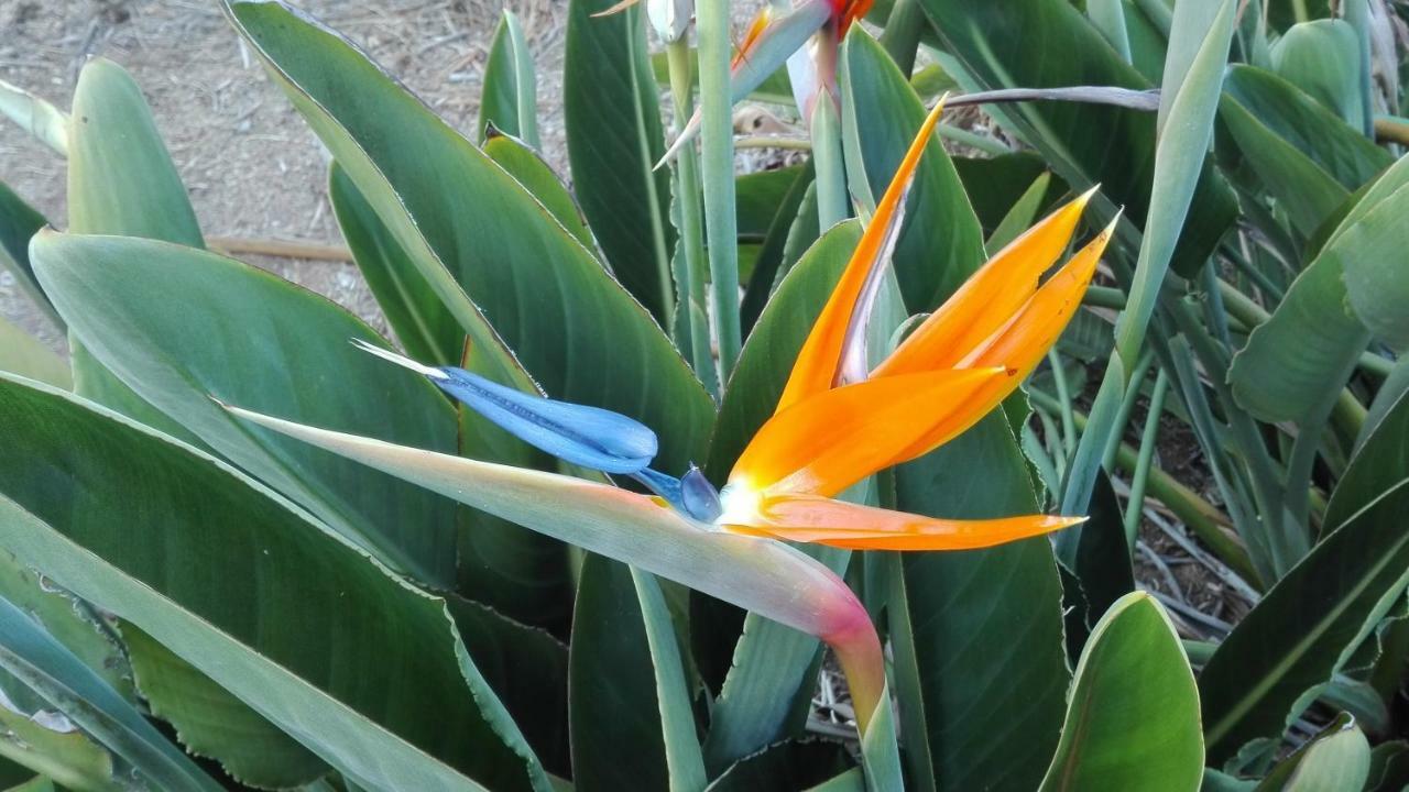 Finca Patio Canario アロナ エクステリア 写真
