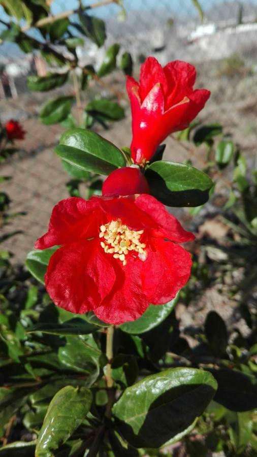 Finca Patio Canario アロナ エクステリア 写真
